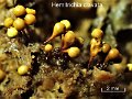 Hemitrichia clavata-amf2017